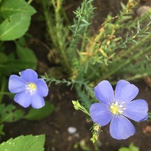 Meet your Posher, Colleen